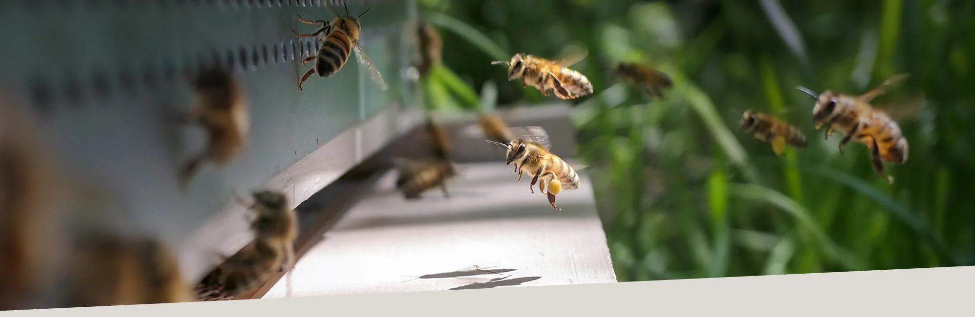 parrainage-de-ruche-labd.jpg