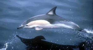 dolphin.jpg