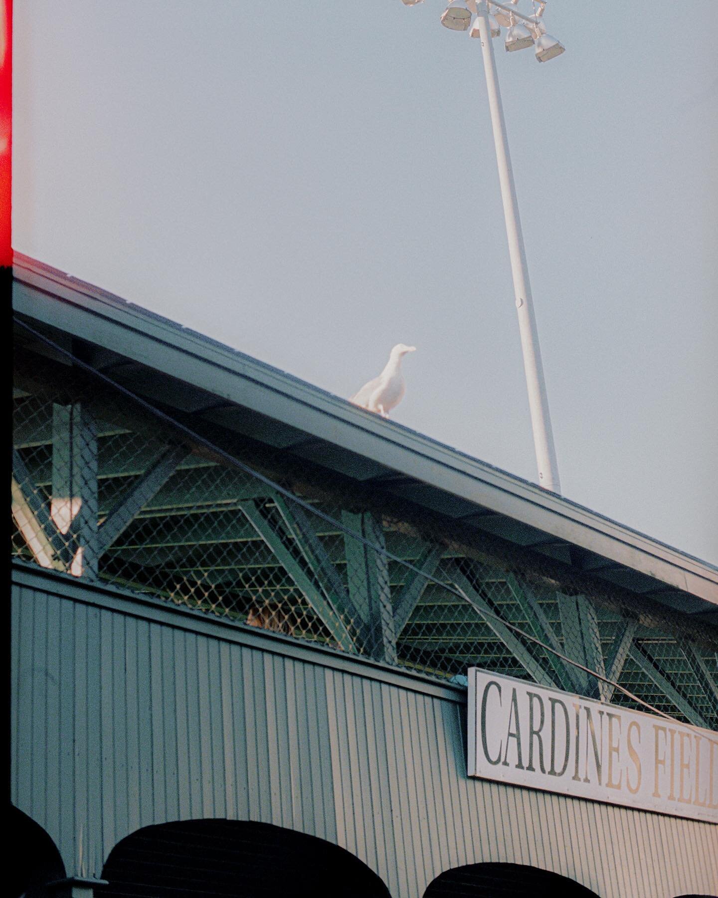 Seabird, seabird