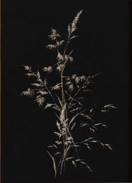 Dark Vintage Botanical Print 