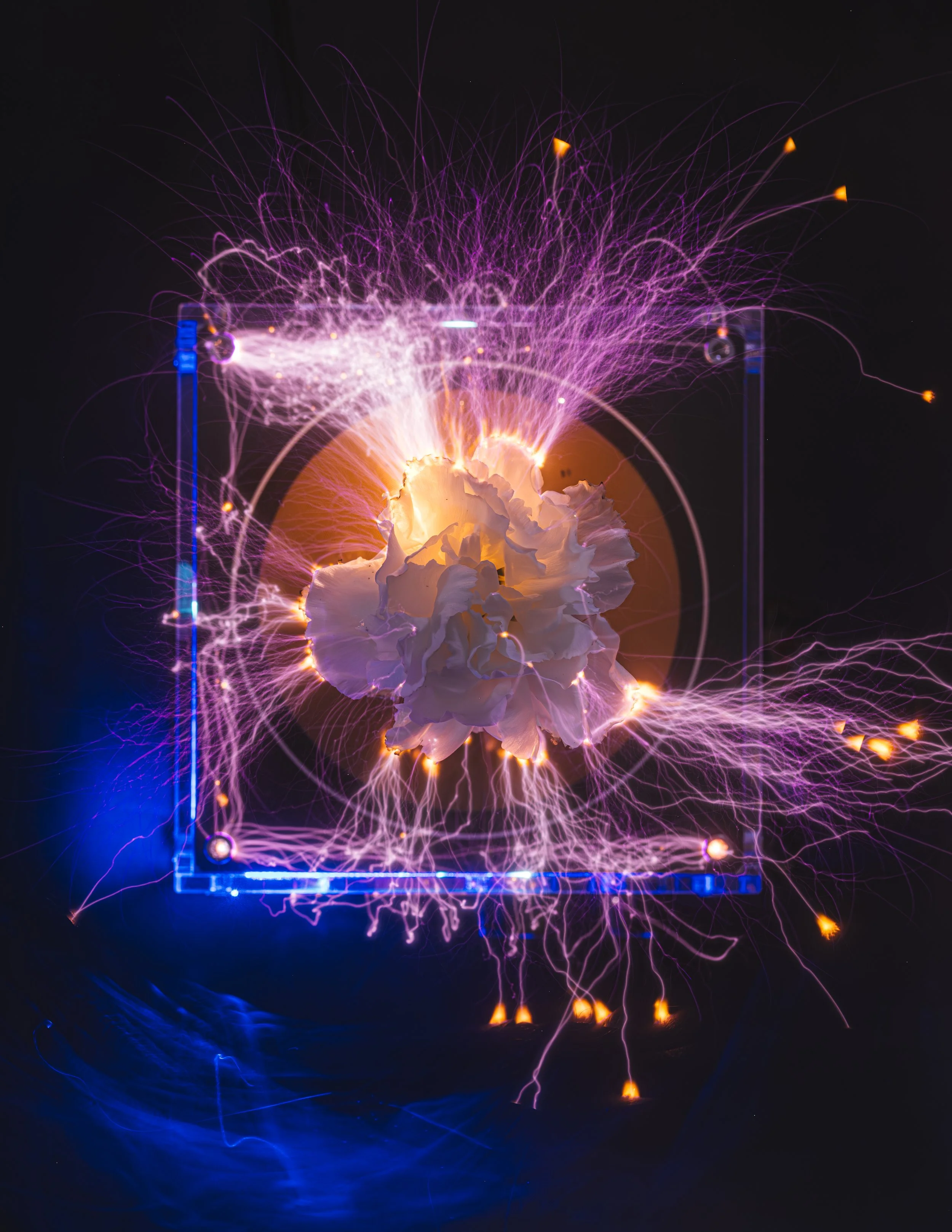 5R2A5449-Avec accentuation-Bruit.JPG