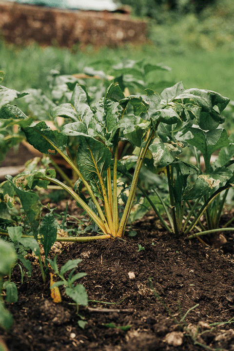 The Vegetable Garden - Ed Harrison Design, Swansea