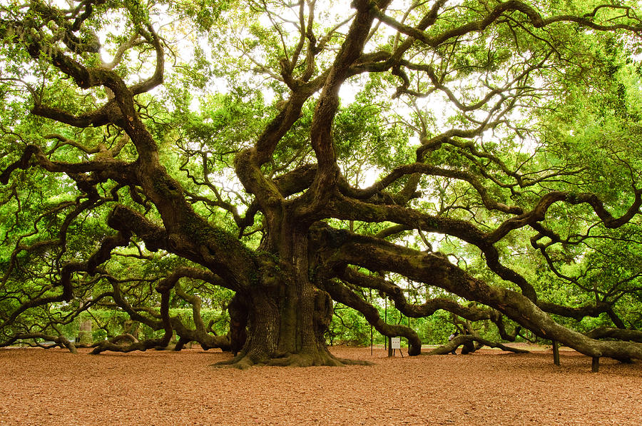 angel-oak-tree-2009-louis-dallara (1).jpg