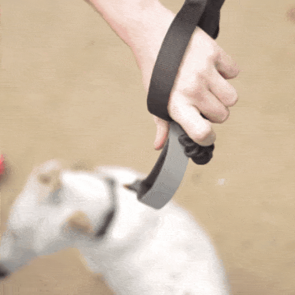 magdog.gif