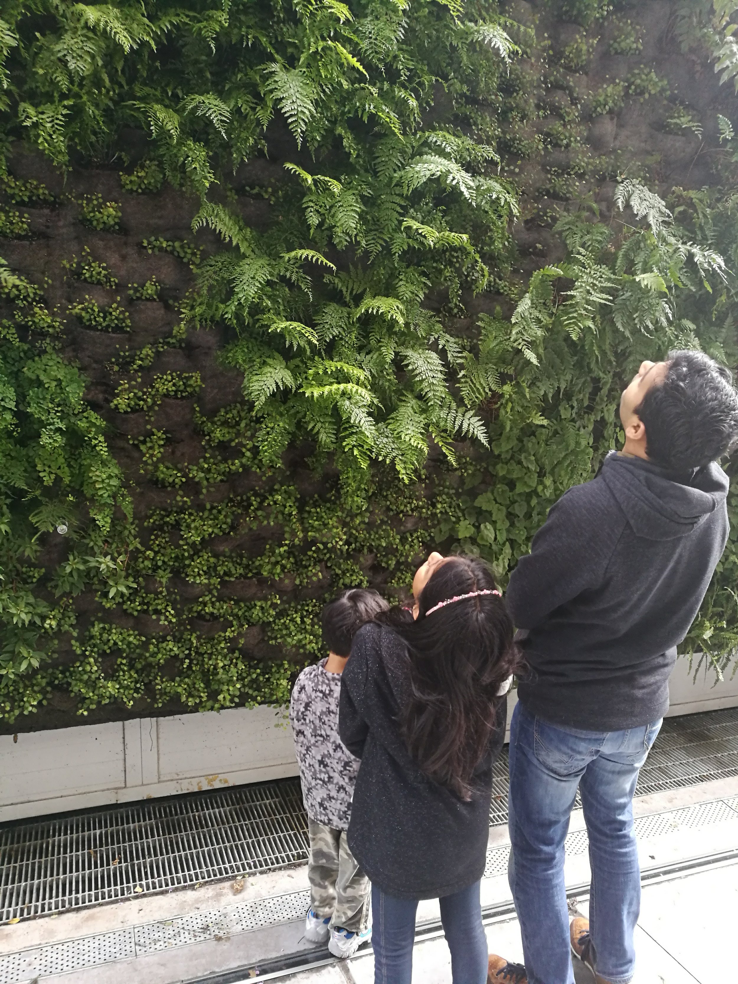 Living wall at SF MOMA