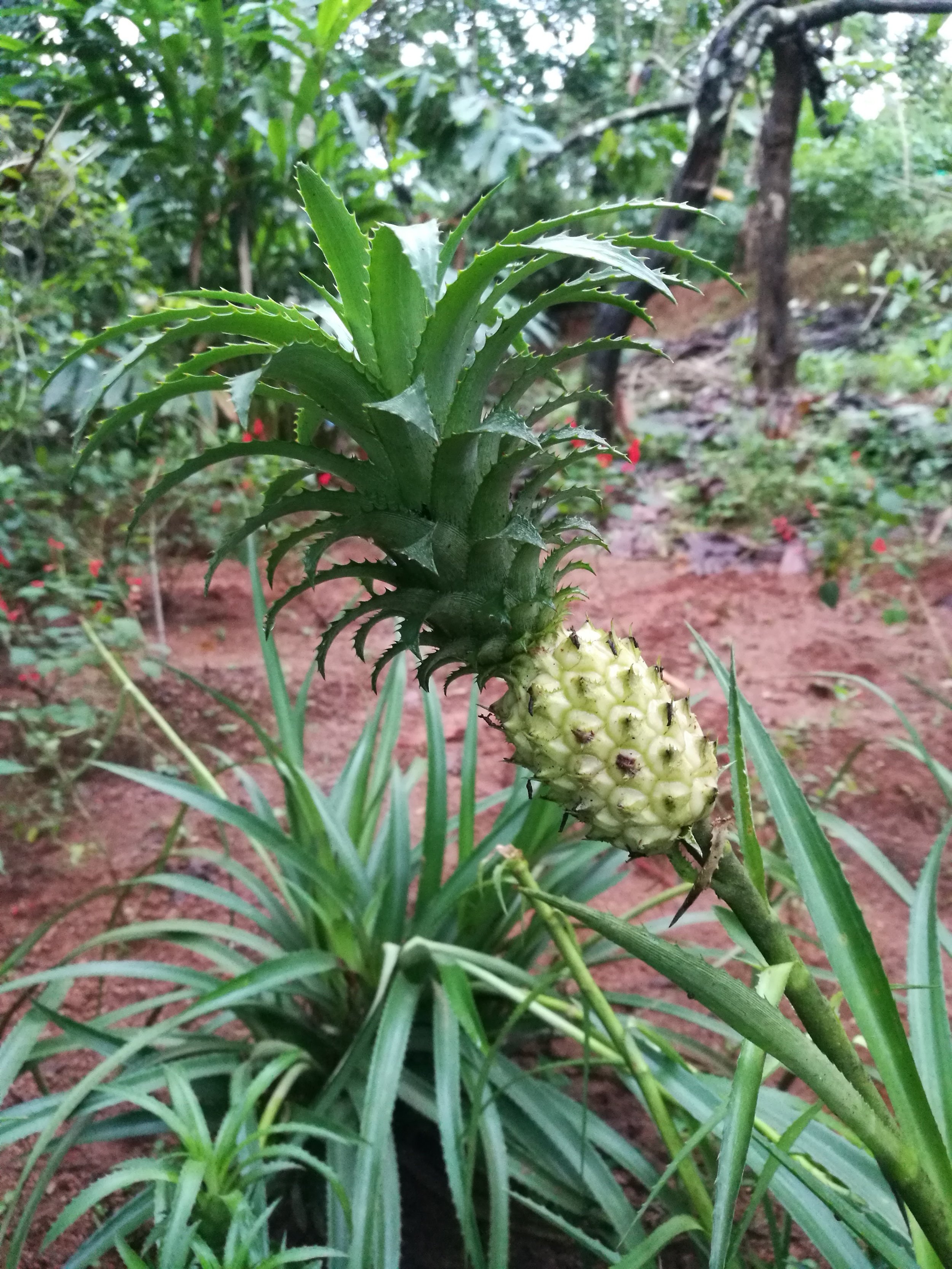 Spice Garden on the way up to Munnar