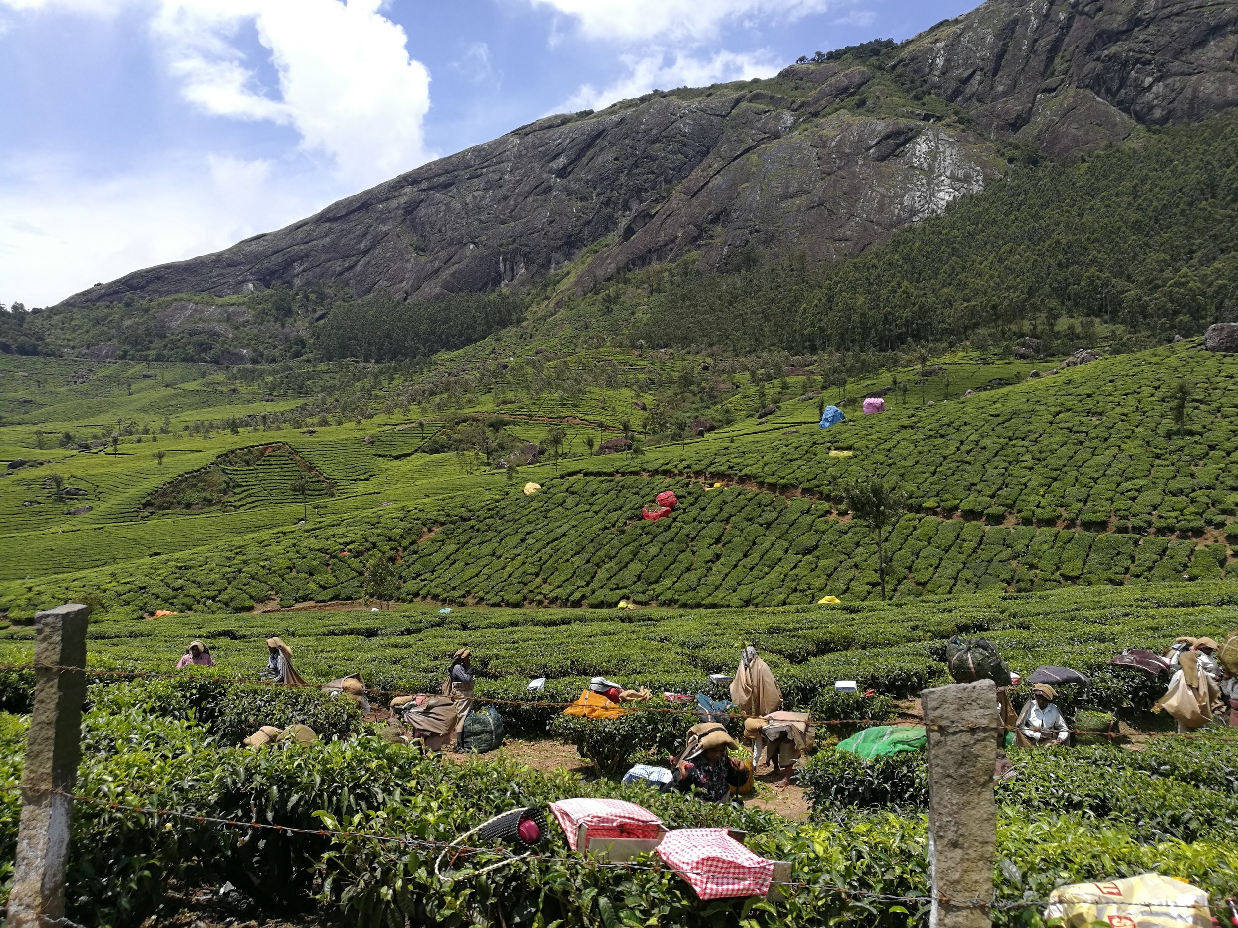 Tea Plantations in Munnar