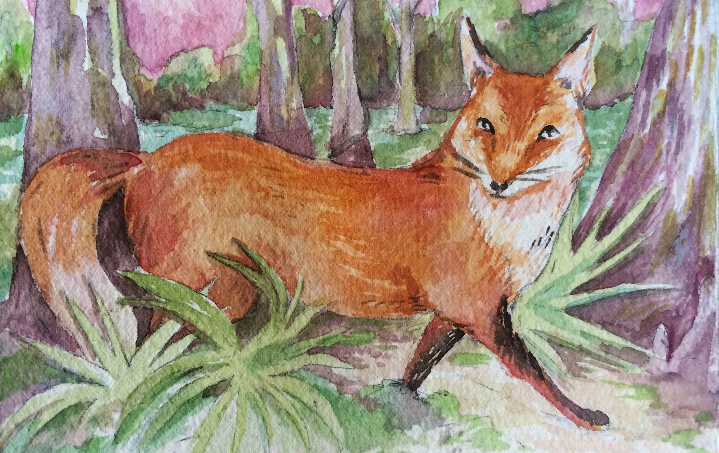 Fox