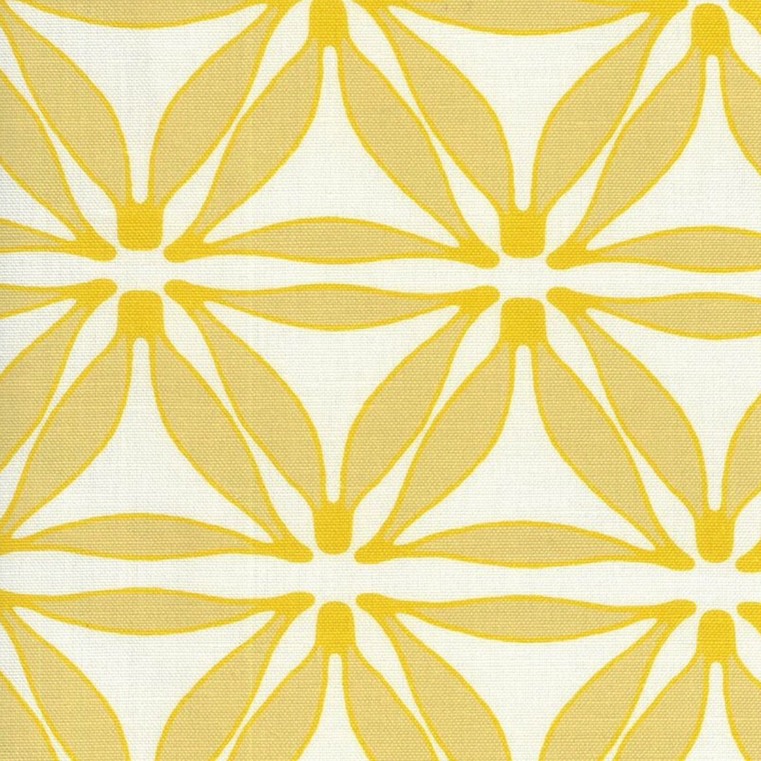 Star Dandelion