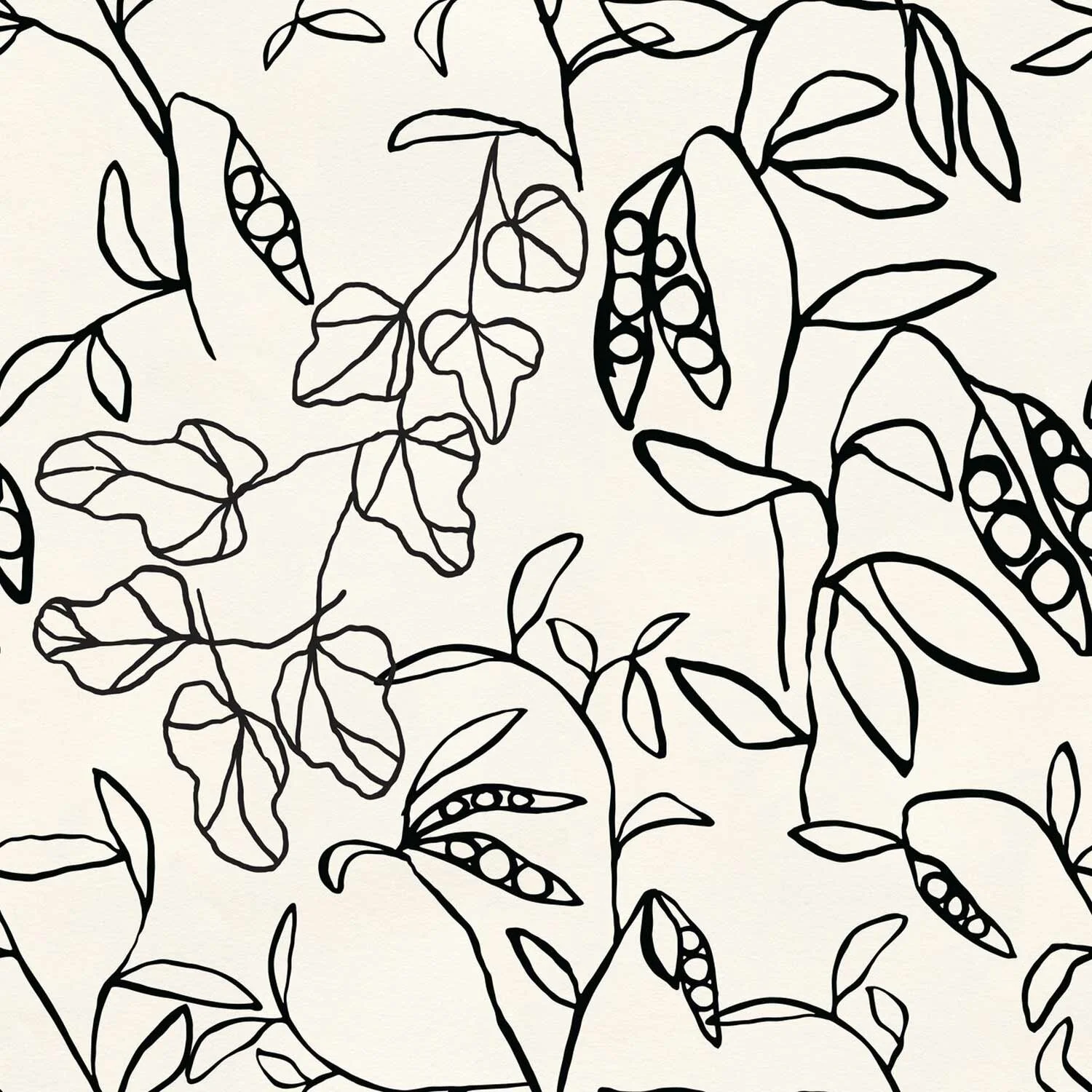 Phaseolus Vulgaris Black on Cream