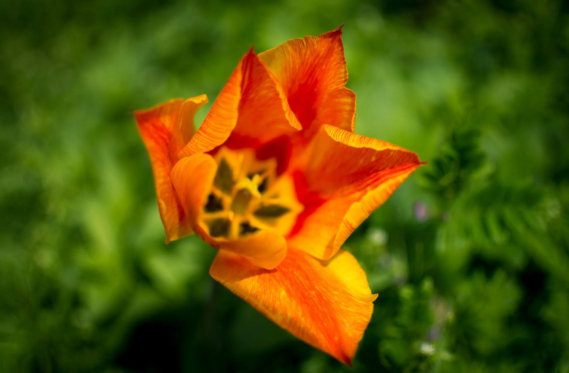 HABLE-GARDEN-FLOWER-ORG-BEAUTY.jpg