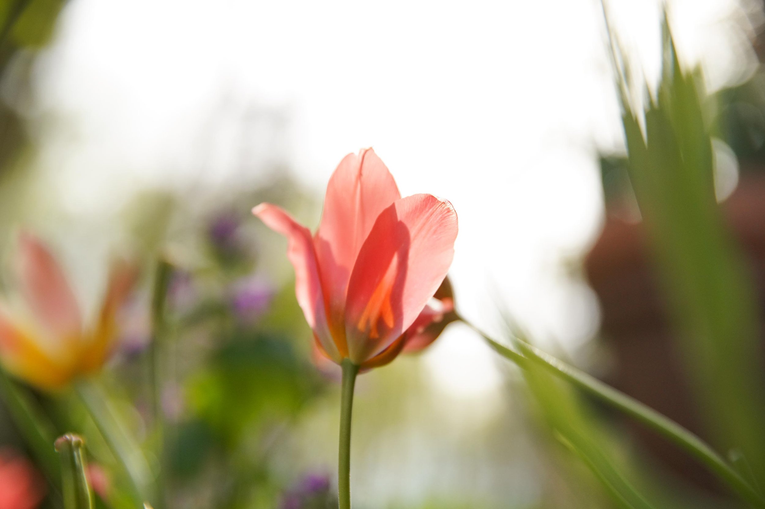 HABLE-2023-GARDEN-FLOWER.jpg