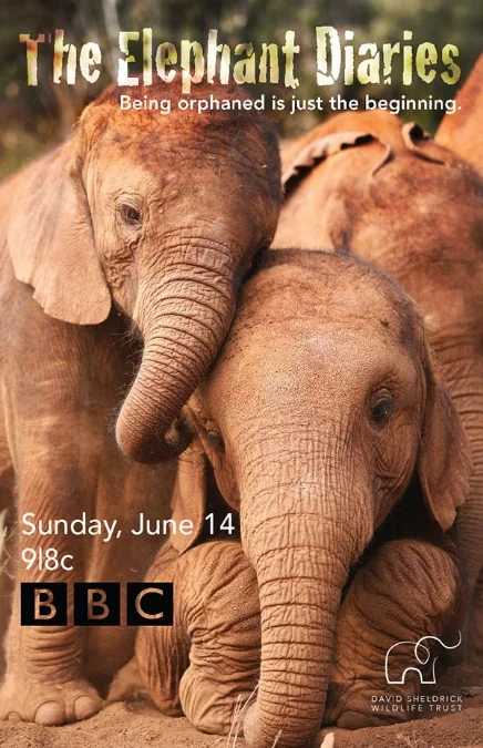 Poster Design 1(BBC)-03.jpg