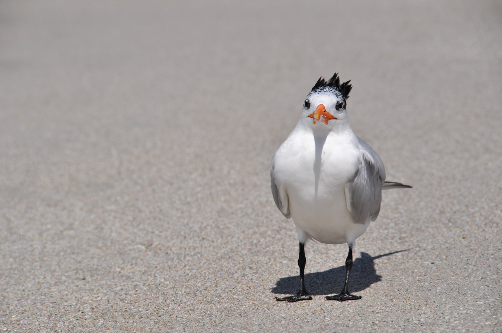 Seagull Florida-3-30.jpg