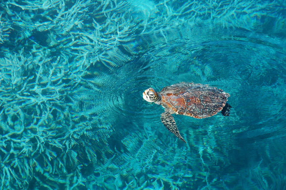 Seaturtle Australia-3-3.jpg