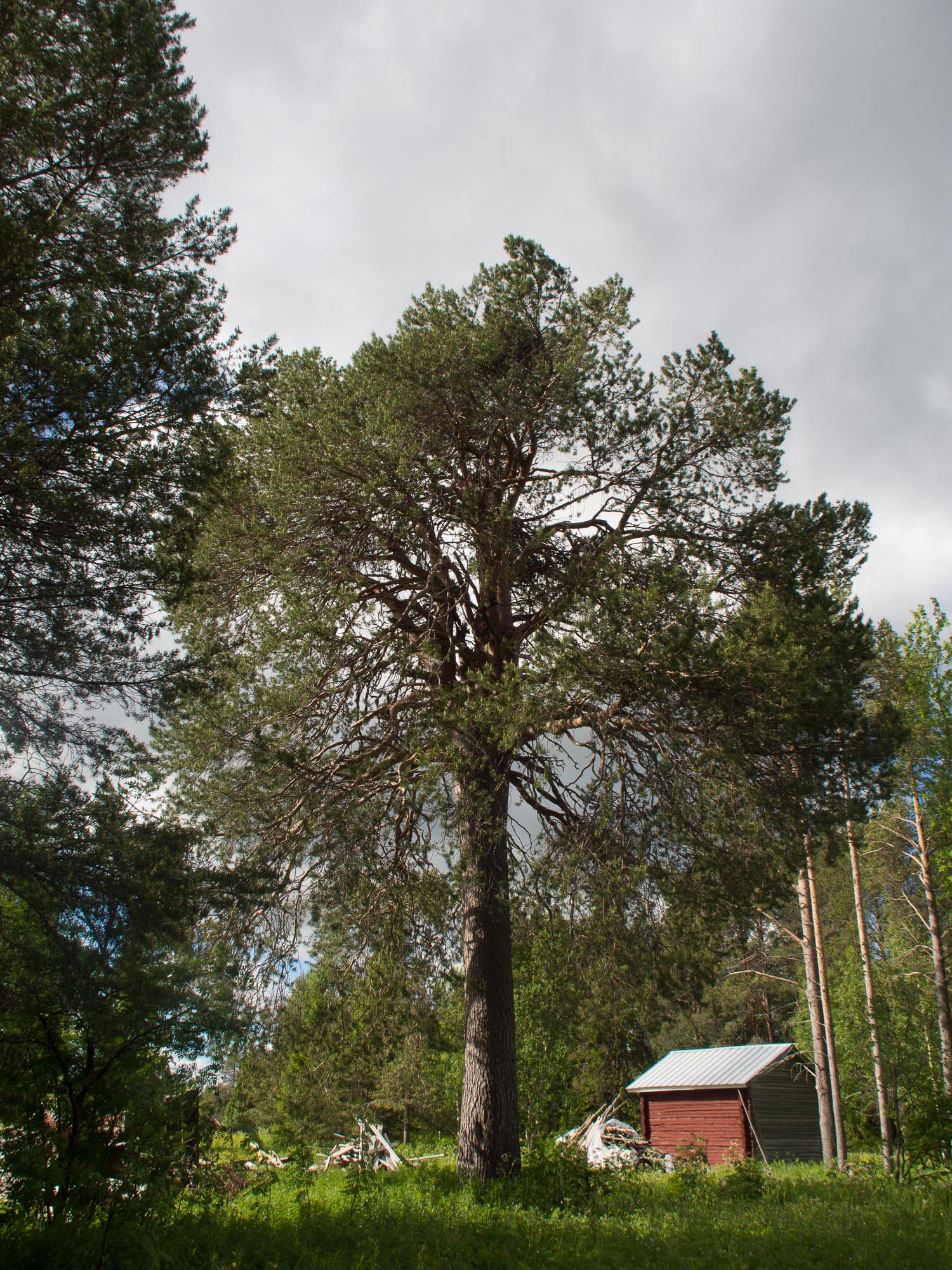 20150629-_6290347.jpg