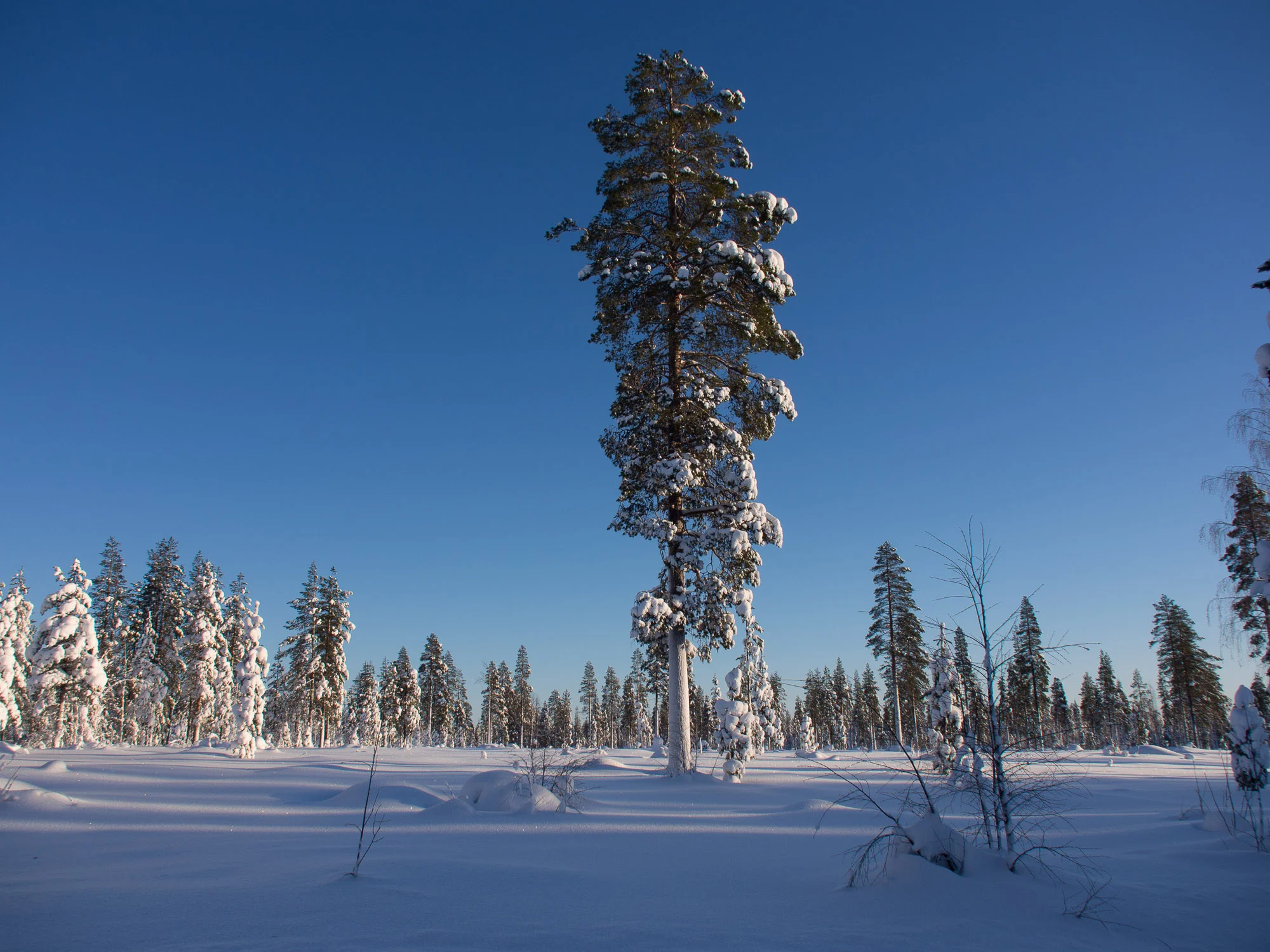 20150206-_2060404.jpg