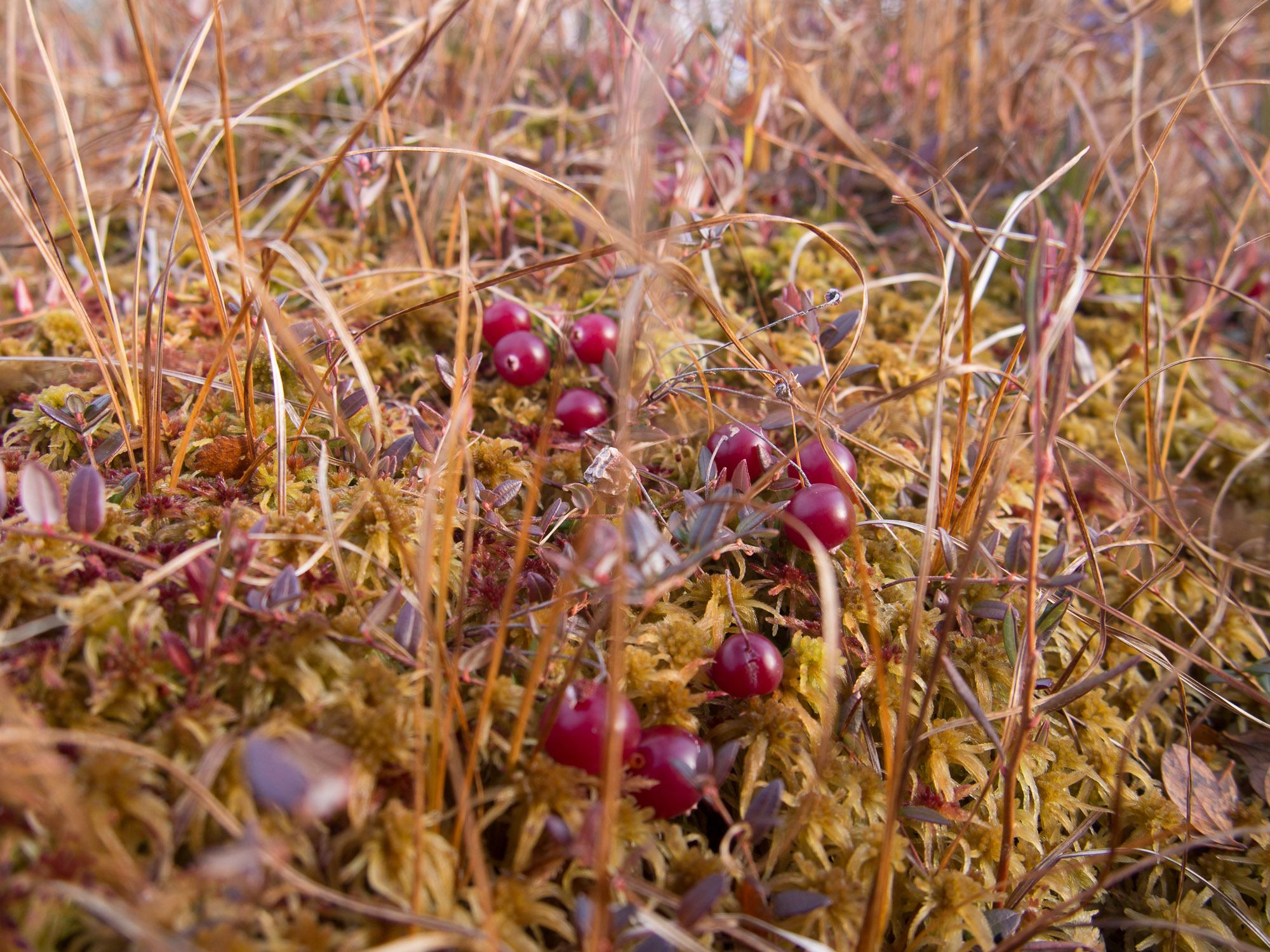 20141009-_A090210.jpg