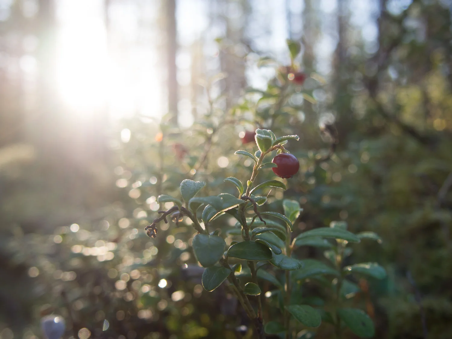 20151005-_A050551.jpg