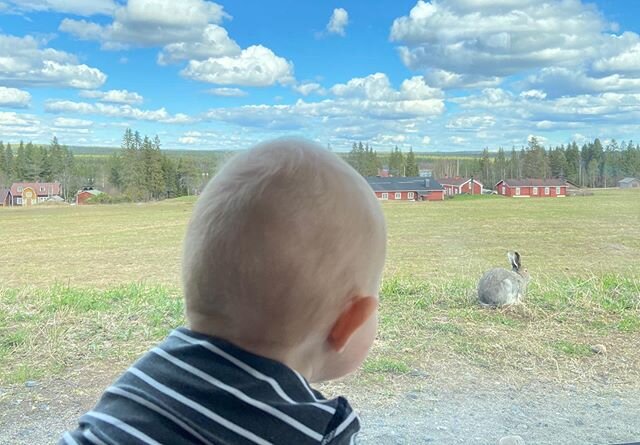 P&auml;iv&auml;n el&auml;invideo. Pupu Tupuna 🐰🥕