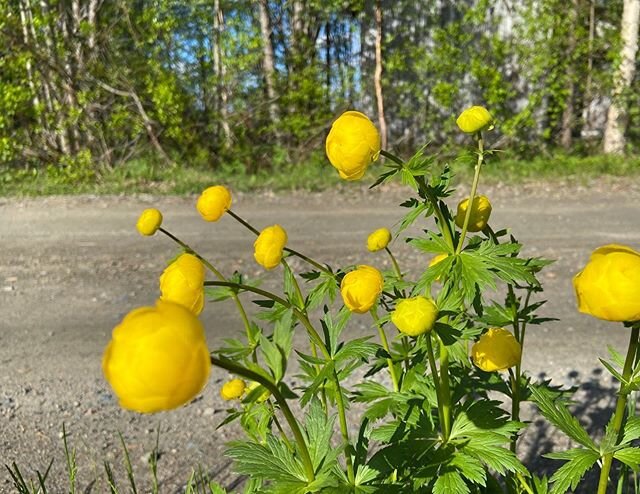 Kes&auml; ja kullerot 🥰💛