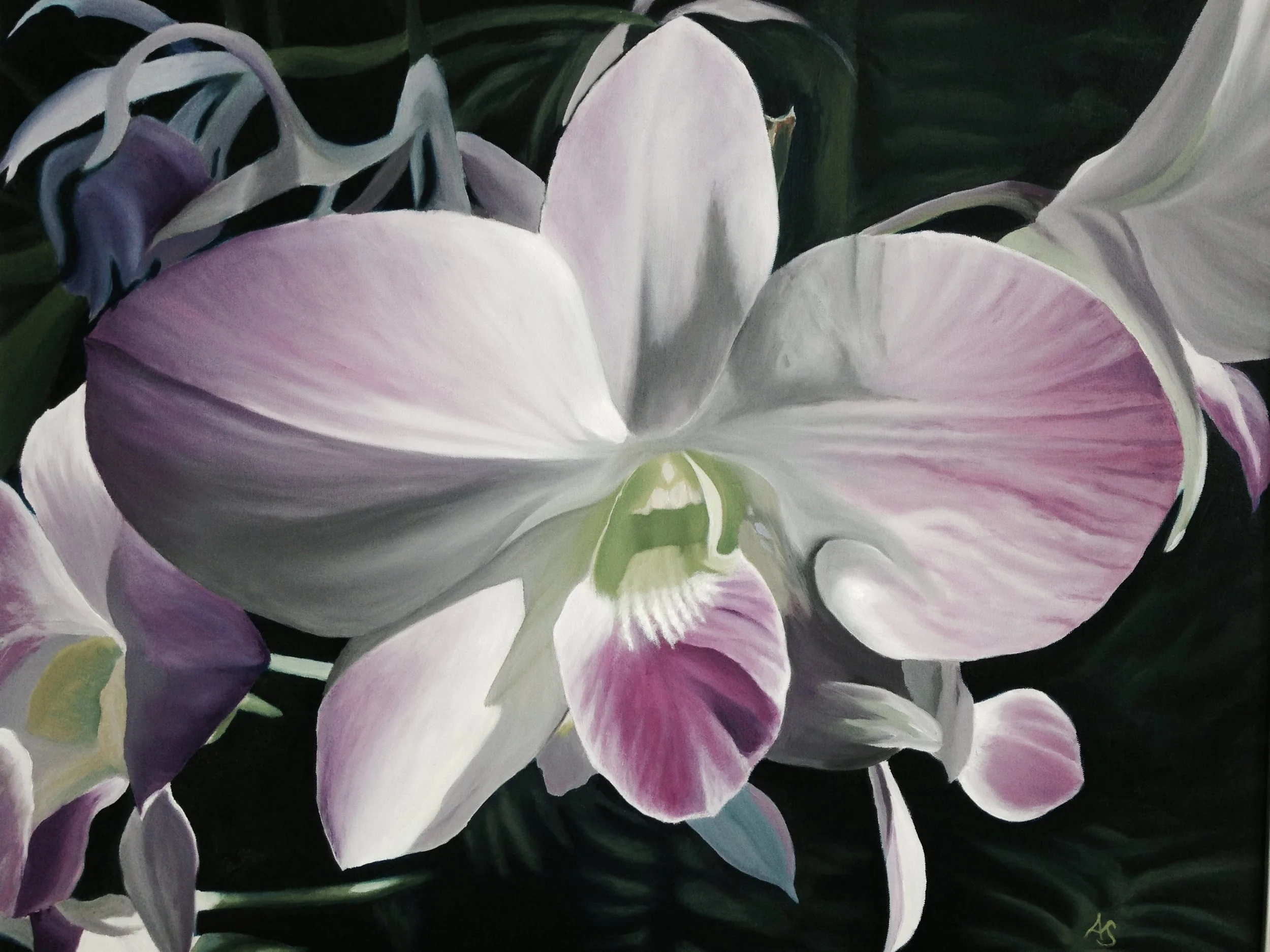 Purpil Orchid