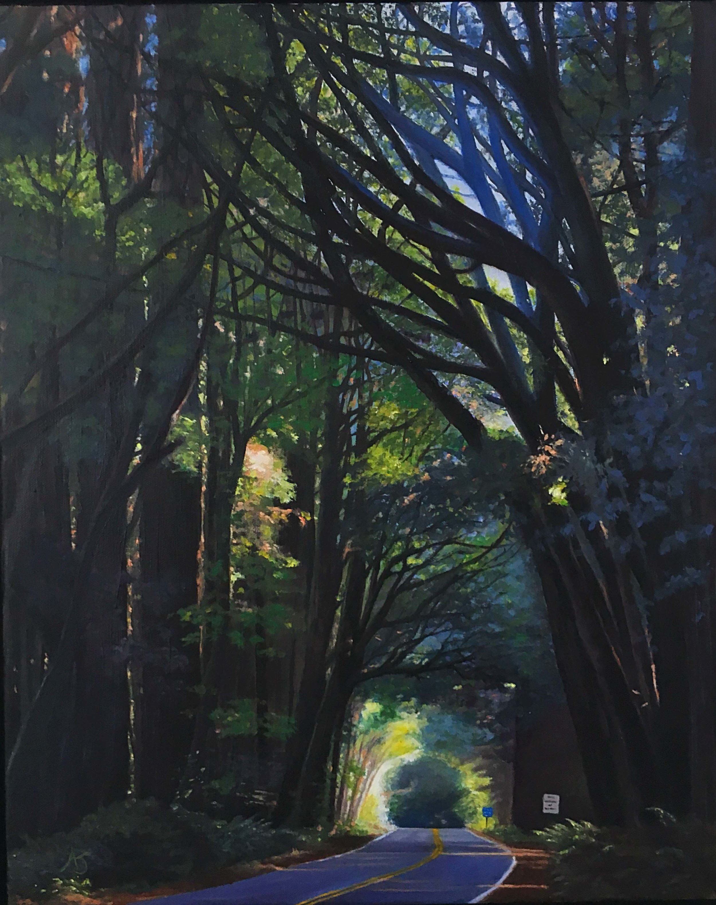 Redwoods path