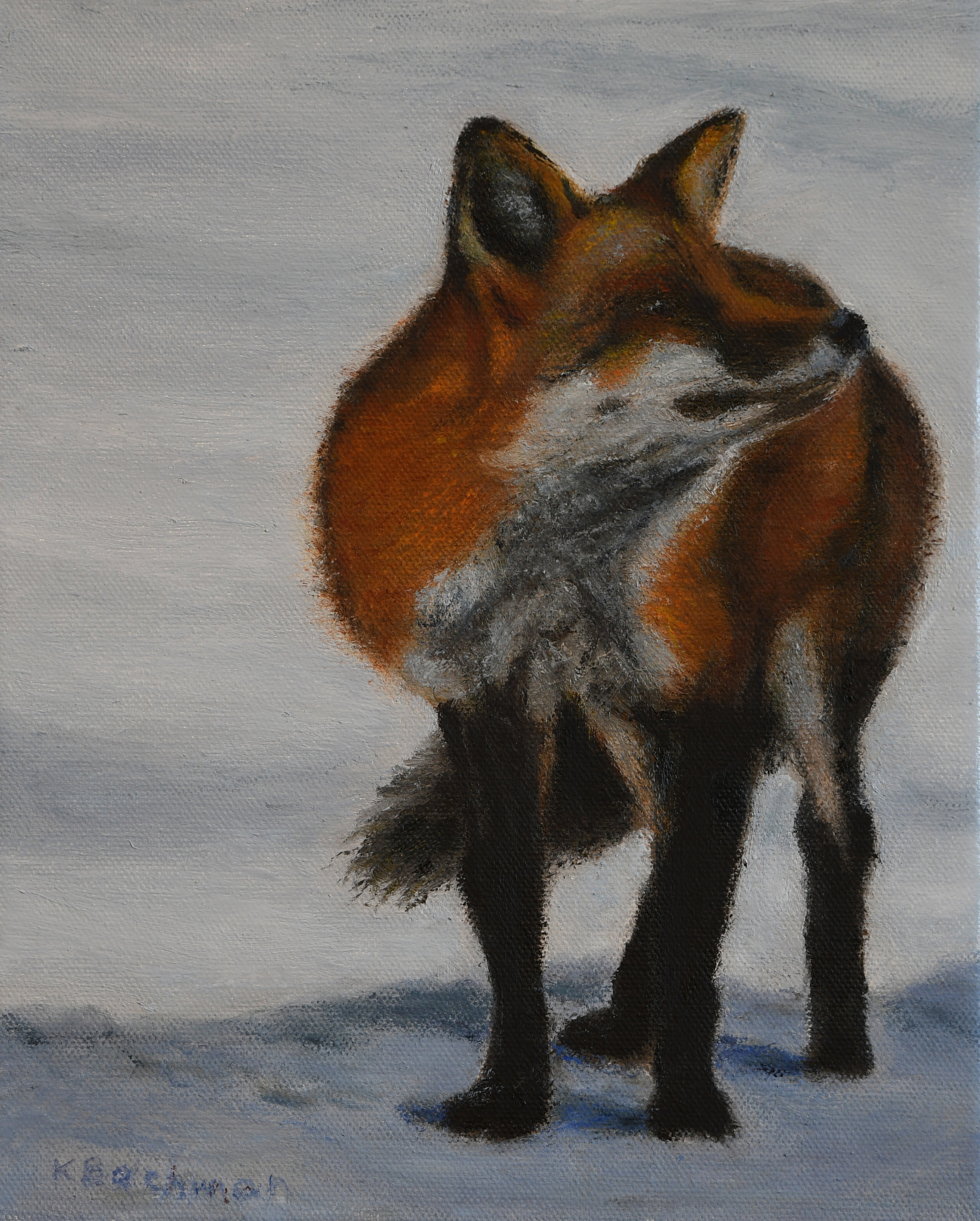 Fox in Winter