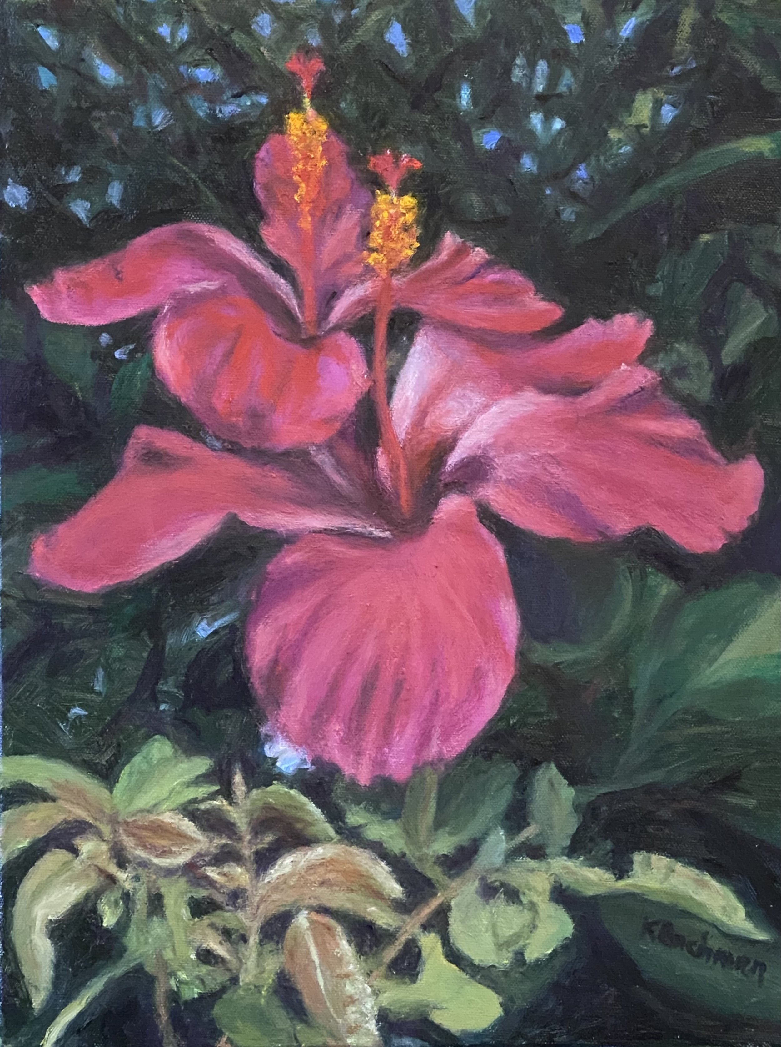 Hibiscus