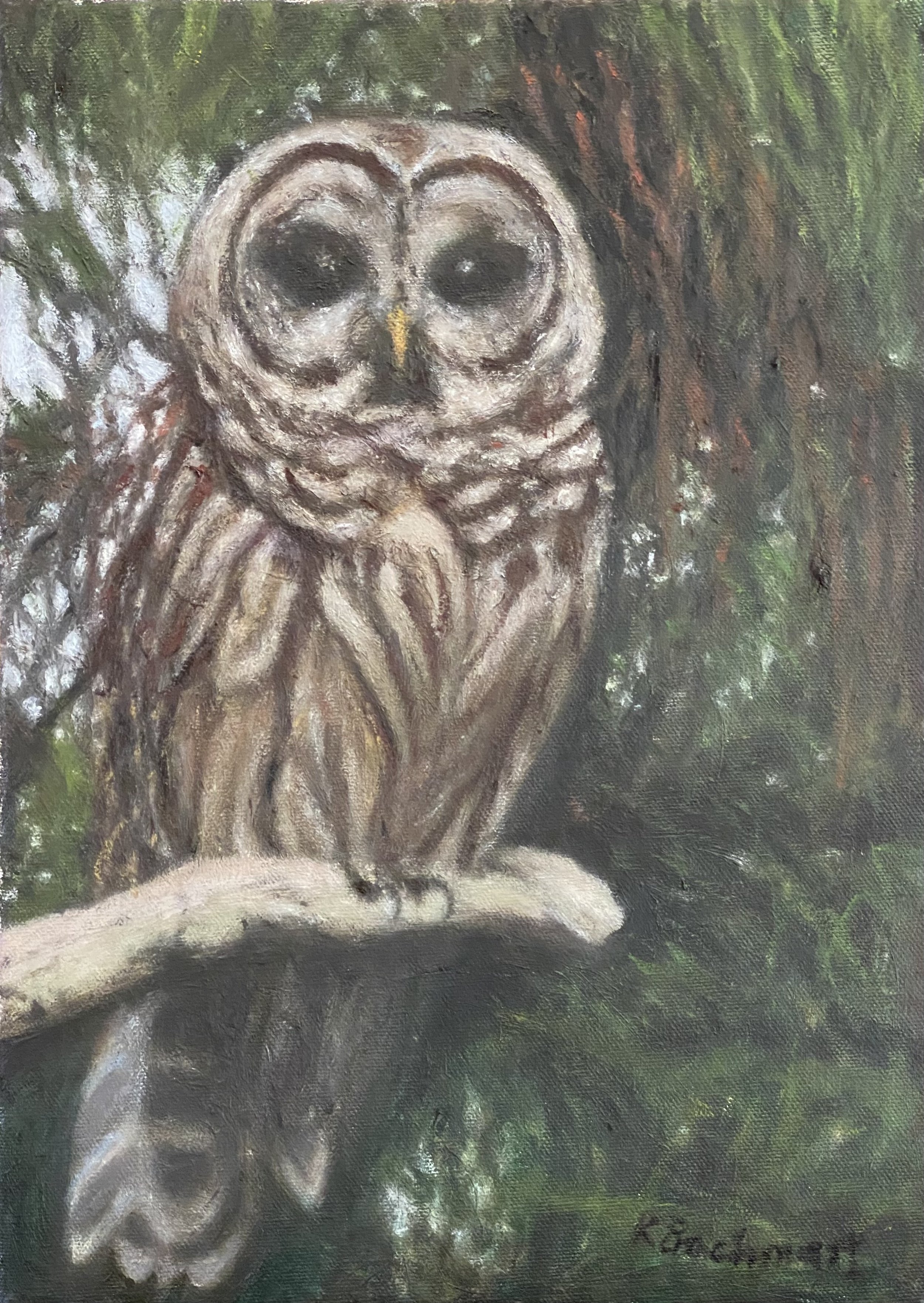 Barred Owl Watching