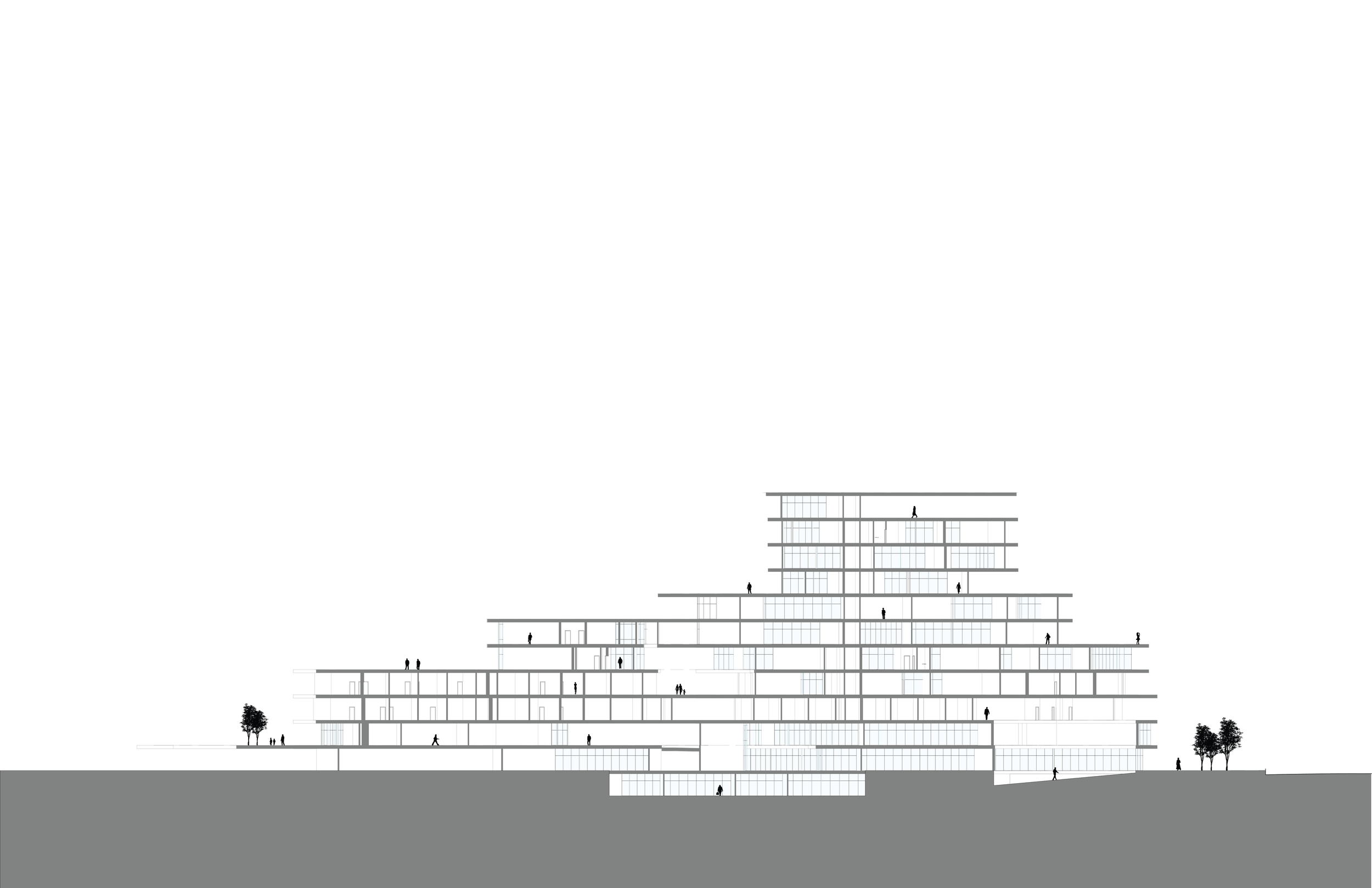 LongSection.png