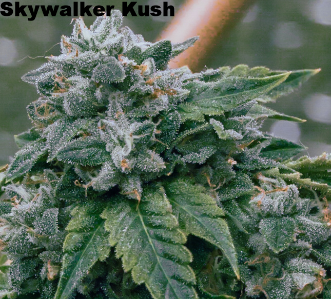 Skywalker Kush