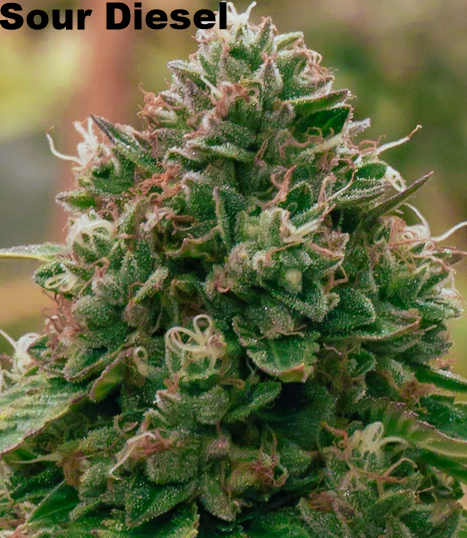 Sour Diesel