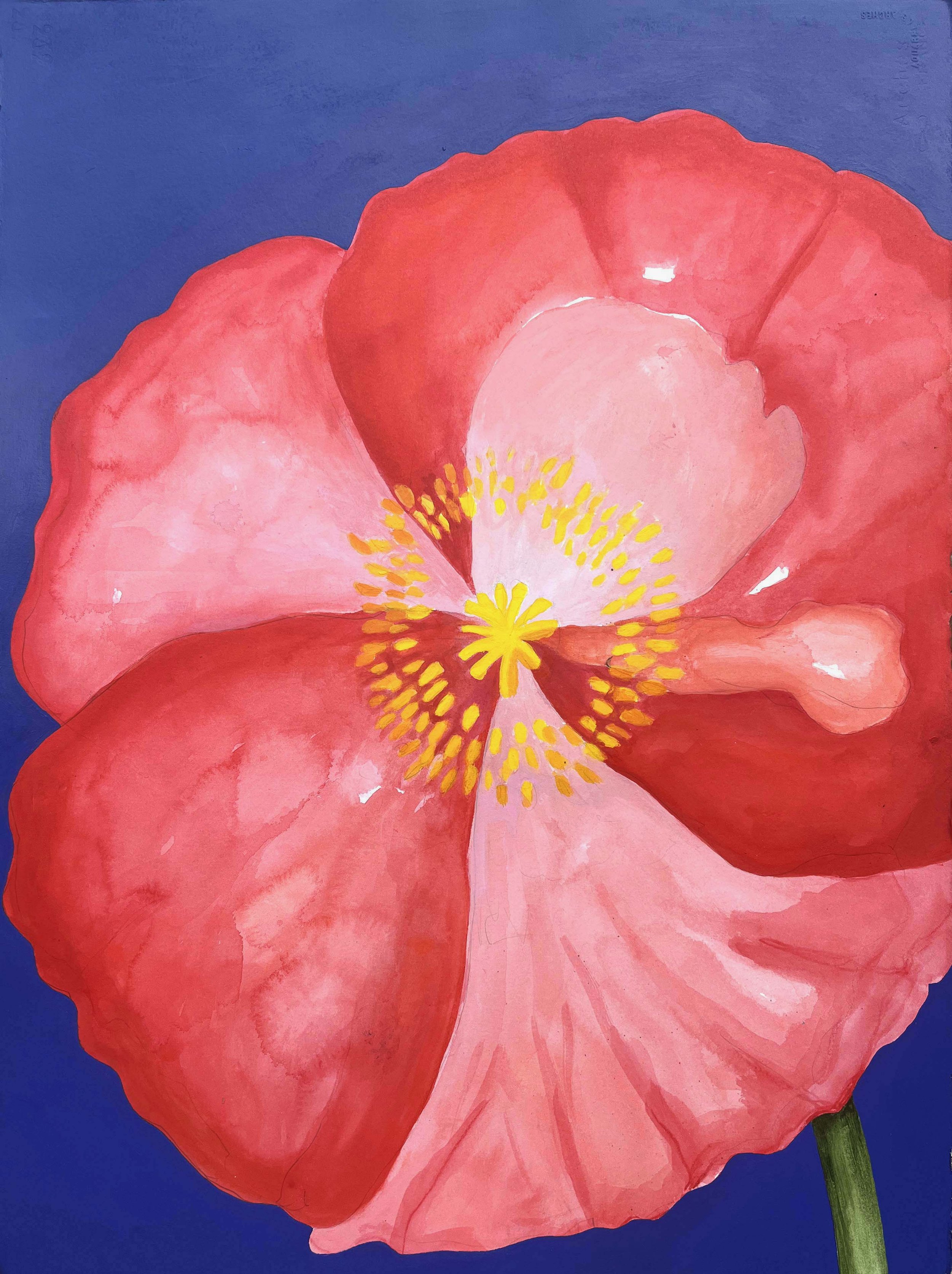 In Full Bloom (Shirley Poppy)