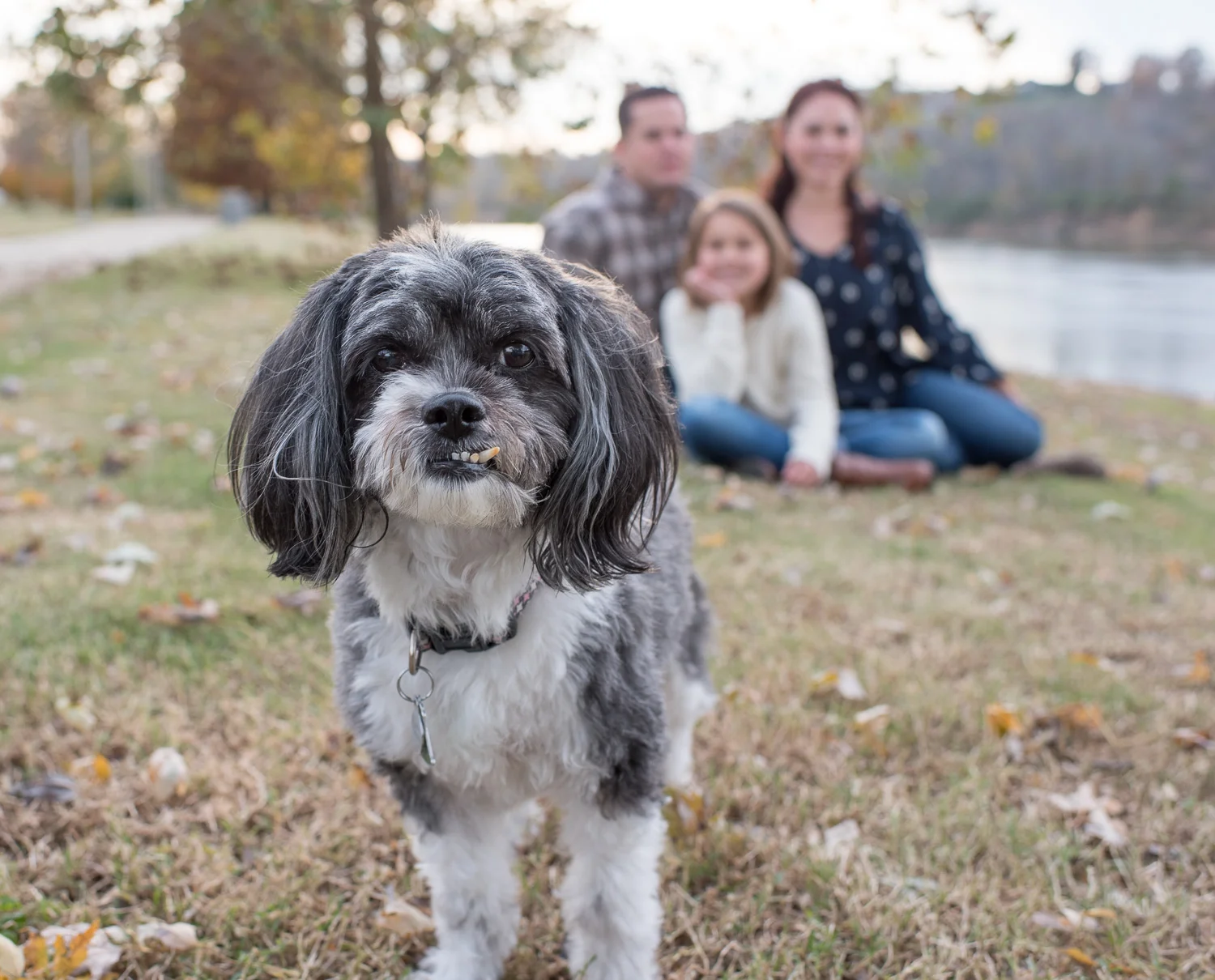 3 Tips for Taking Pictures with Your Pet - Clarksville TN Photographer
