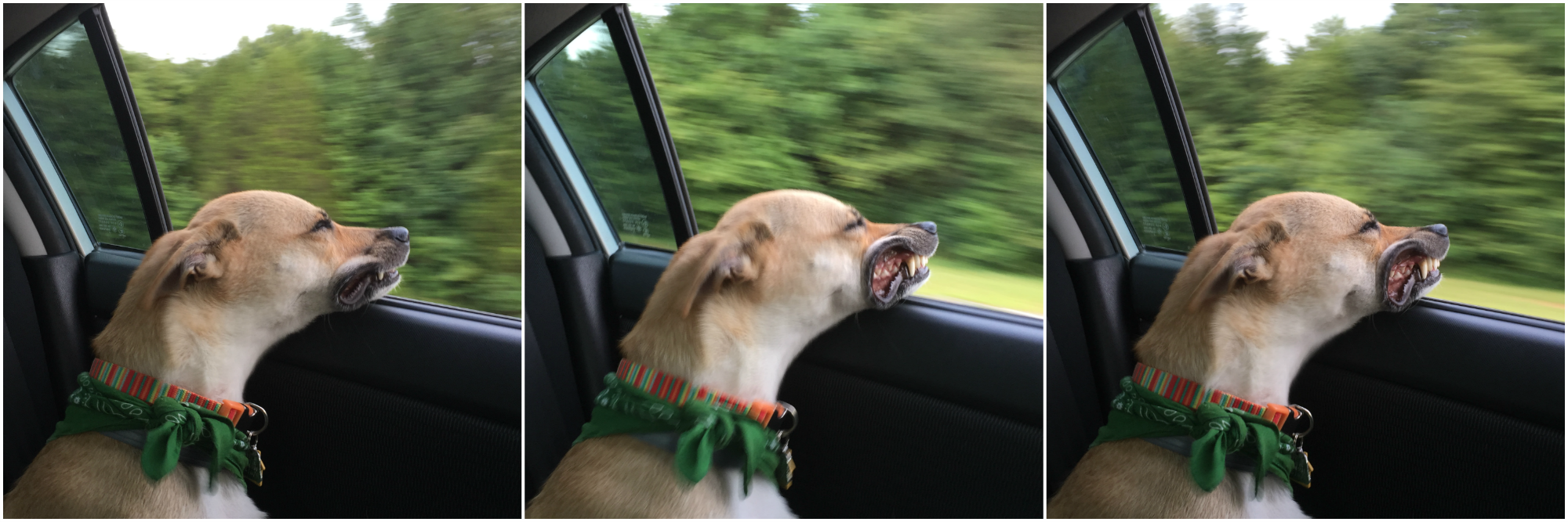 3 Tips for Taking Pictures of Your Dog