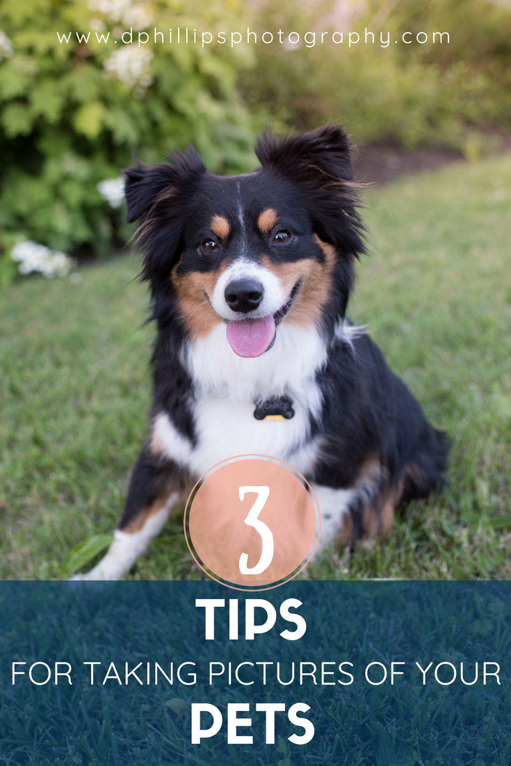 3 Tips for Taking Pictures of Your Pet - DPhillipsPhotography.com
