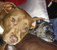  Insert shamelessly adorable dog picture here.