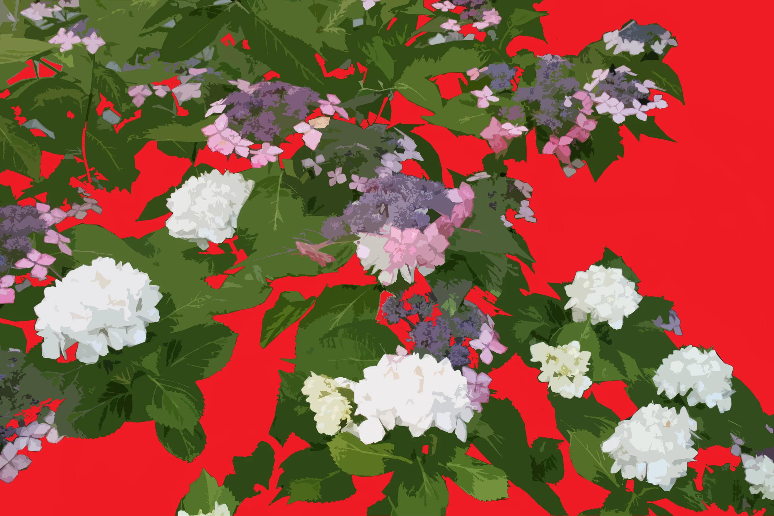 Mopheads and Lacecaps