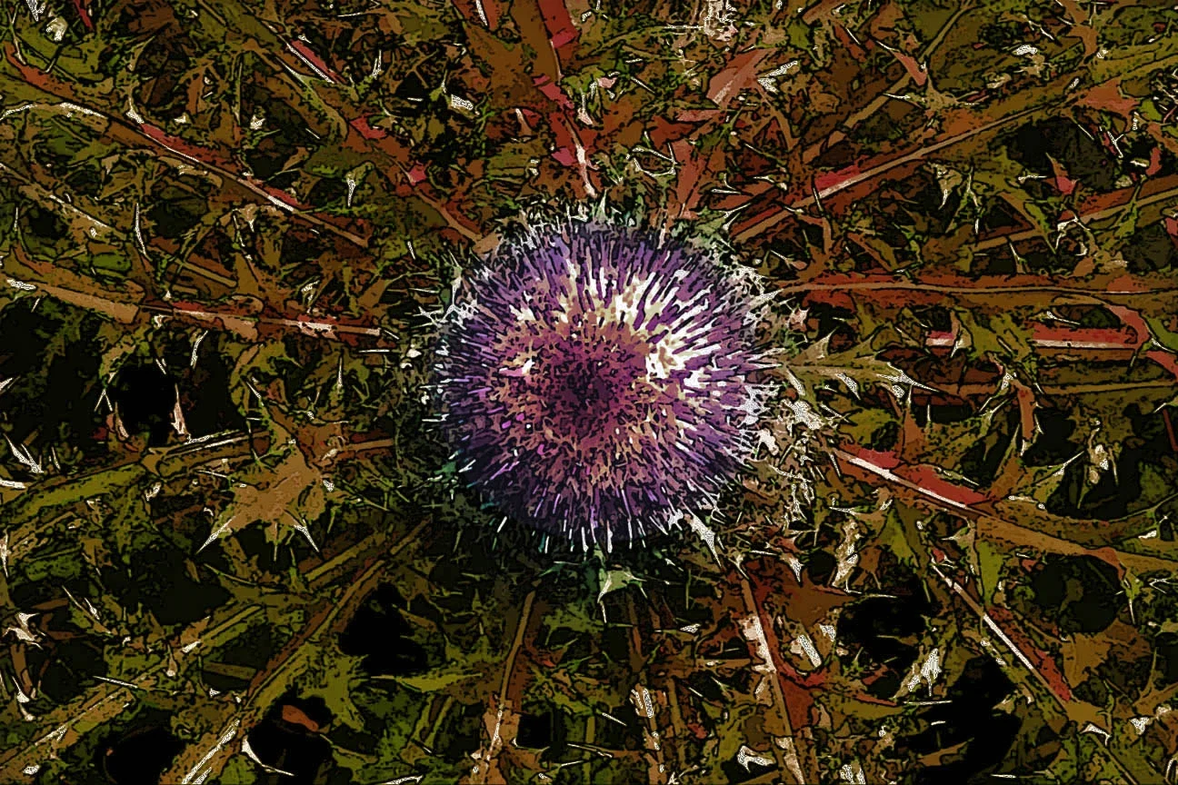 Thistle