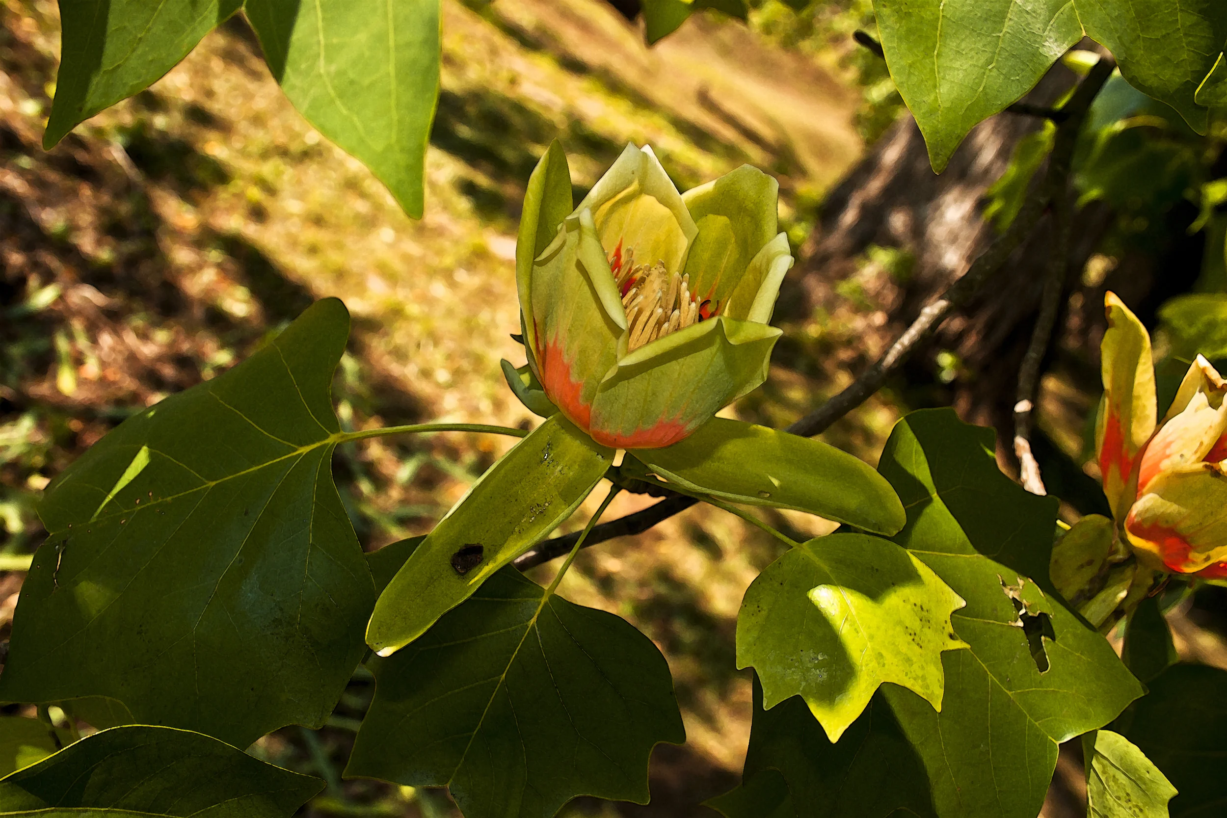 Liriodendron tulipifera