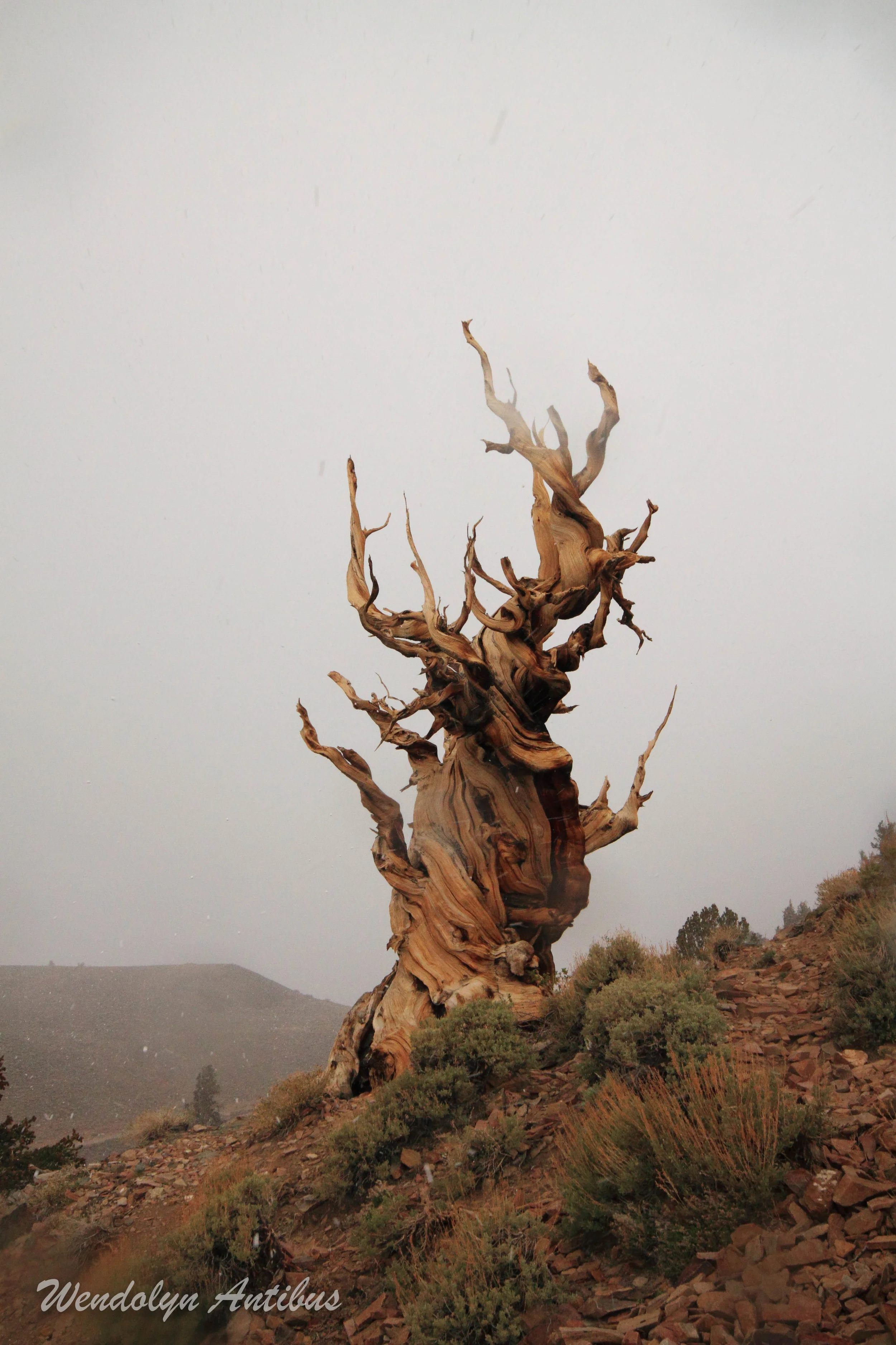 ancient bristlecone