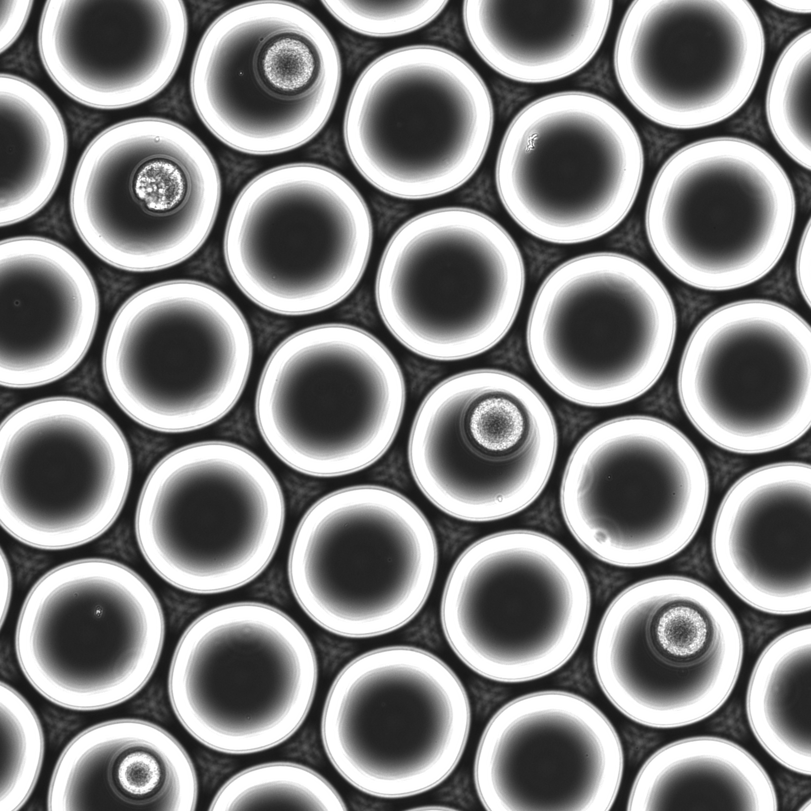 Drop-Seq.png