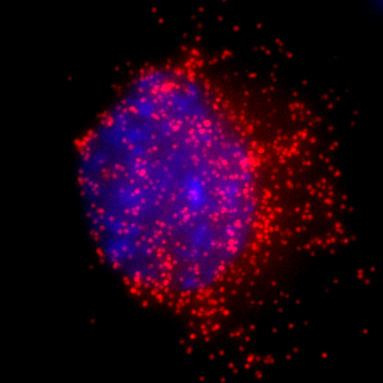 Single-molecule RNA FISH.png
