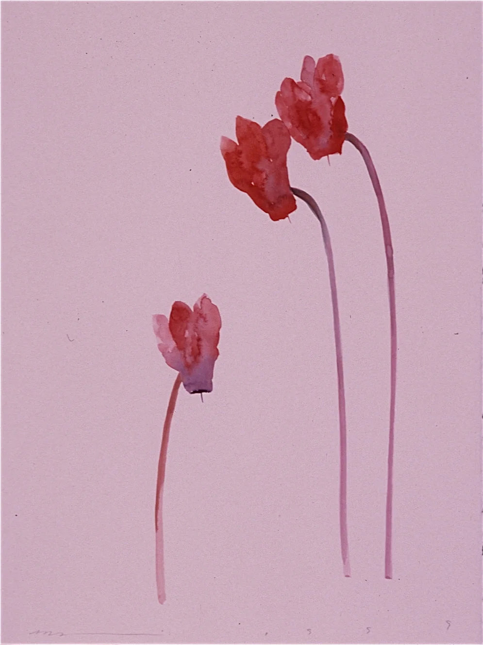 God disguised as Cyclamen - sold