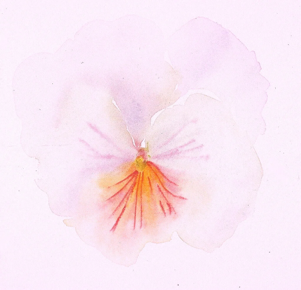 God disguised as Pansy - sold