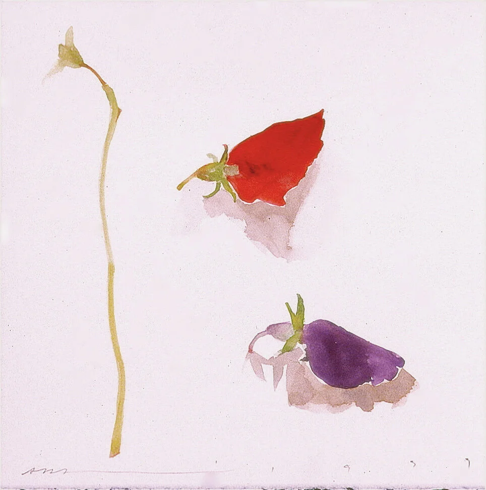 God disguised as Sweet pea - sold