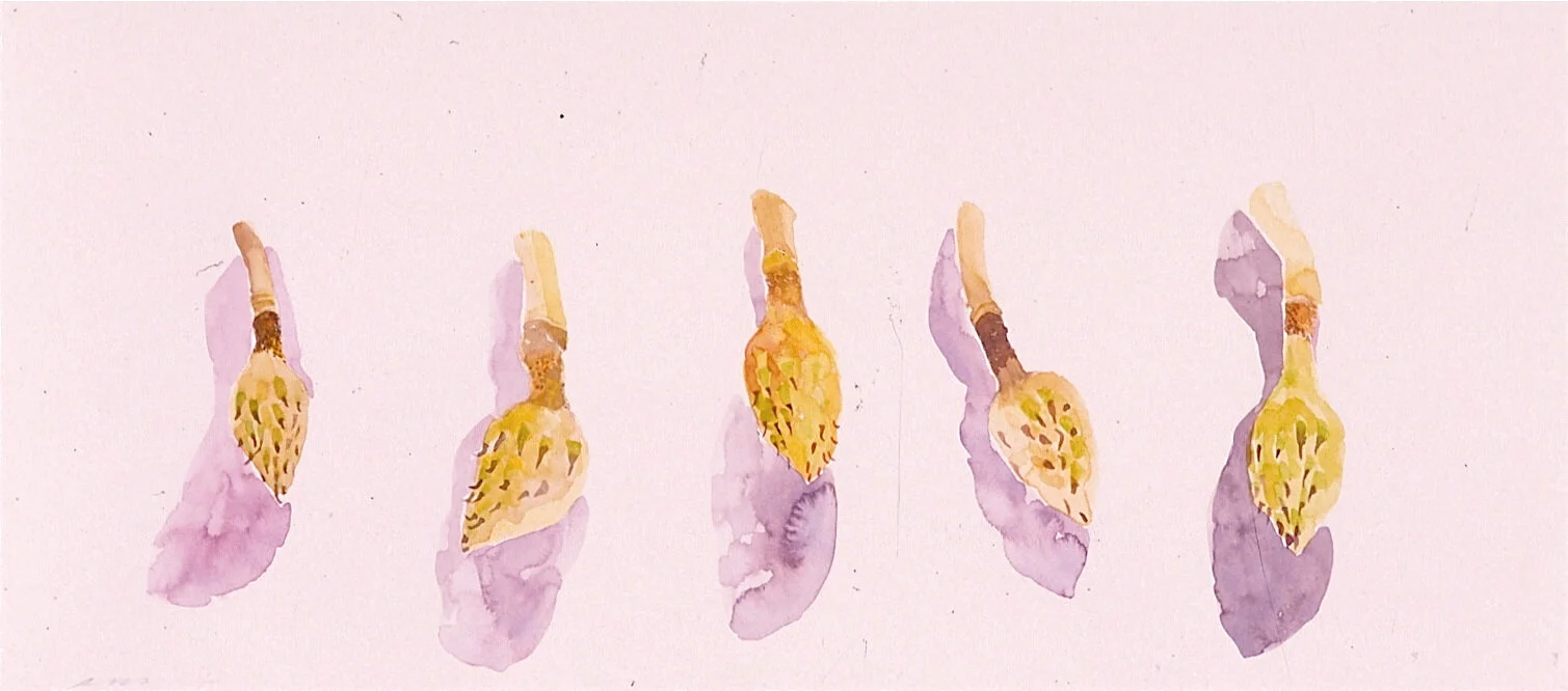 God disguised as Magnolia pods