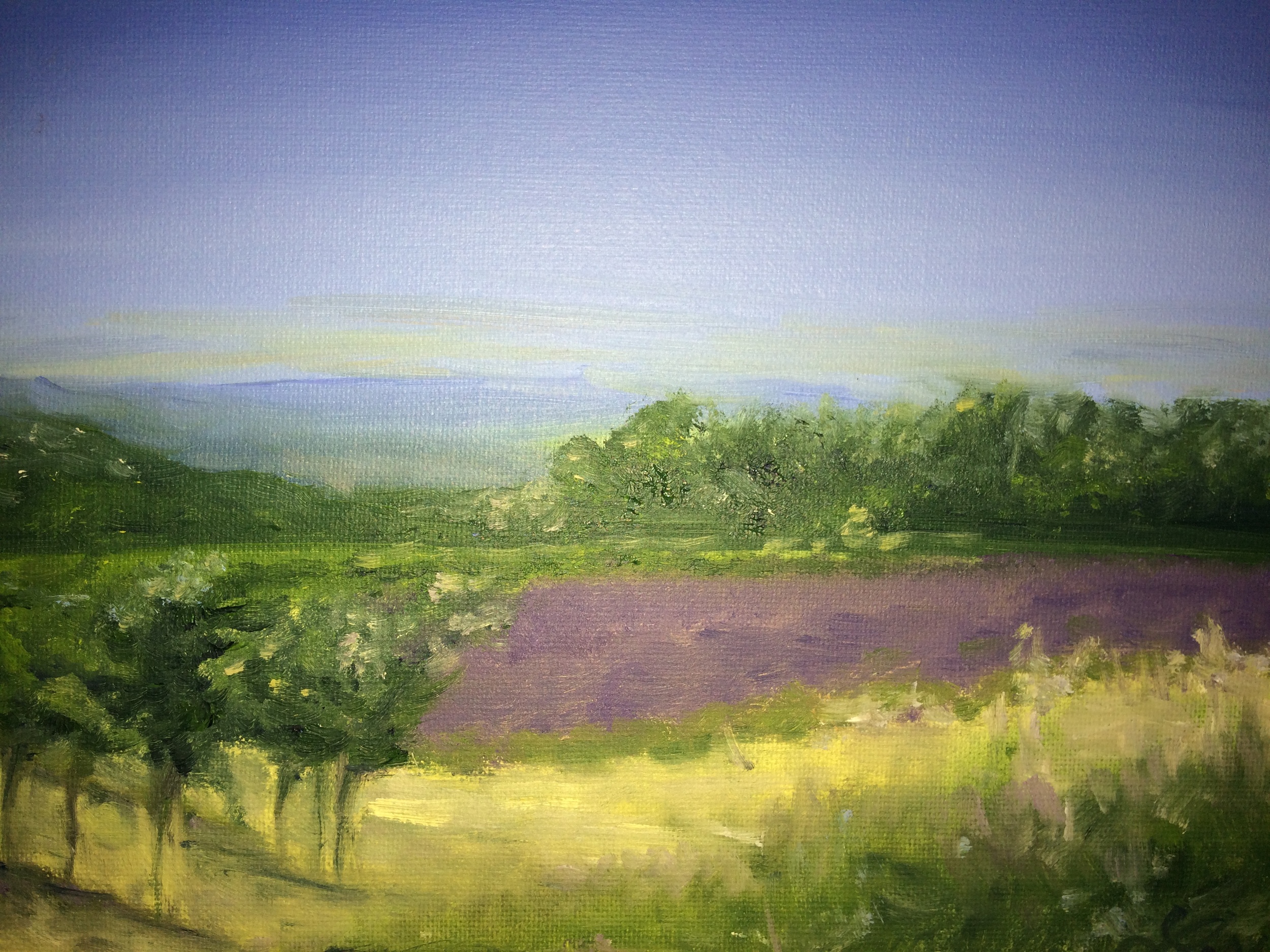 Lavender Fields