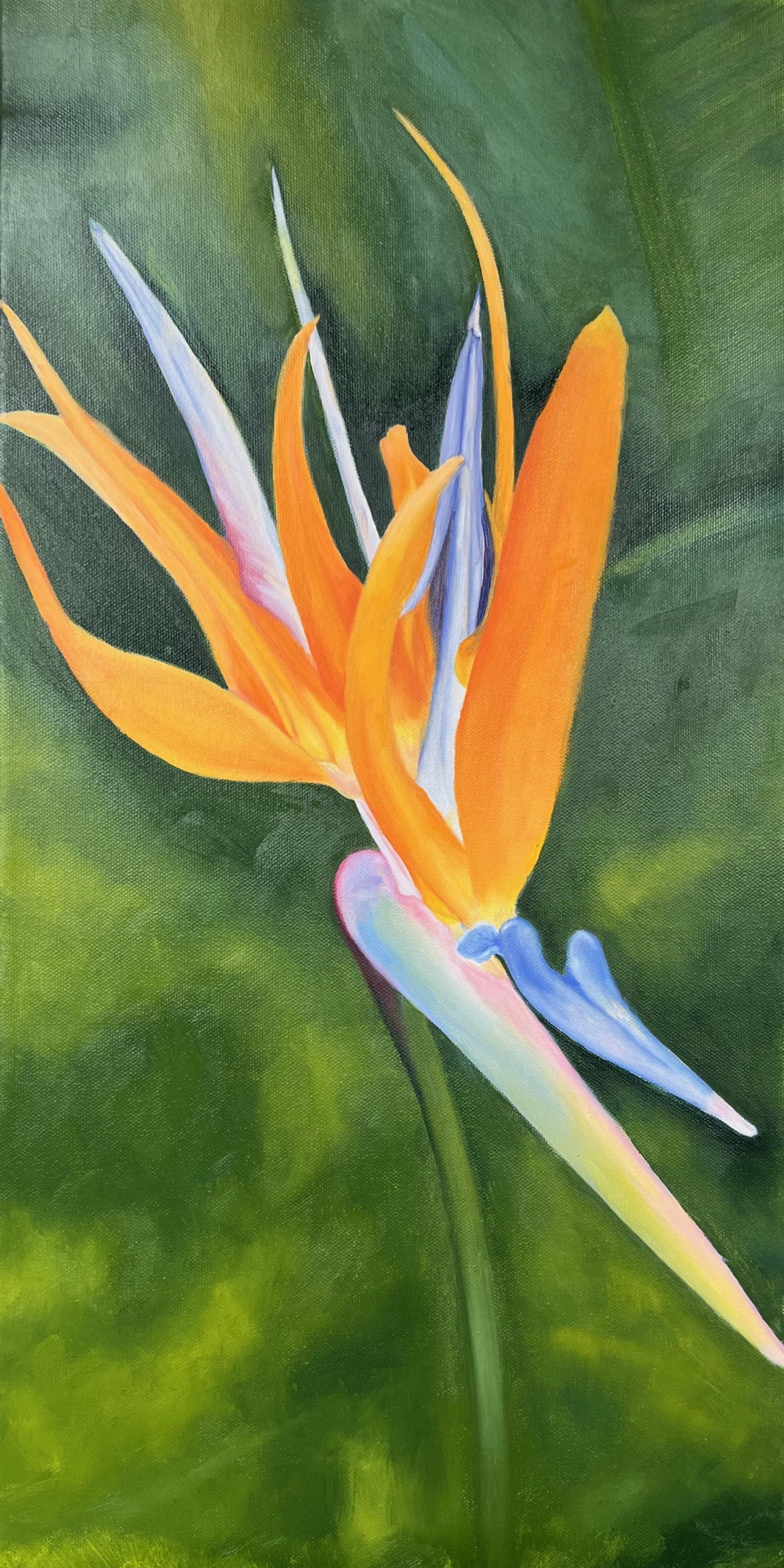 Bird of Paradise